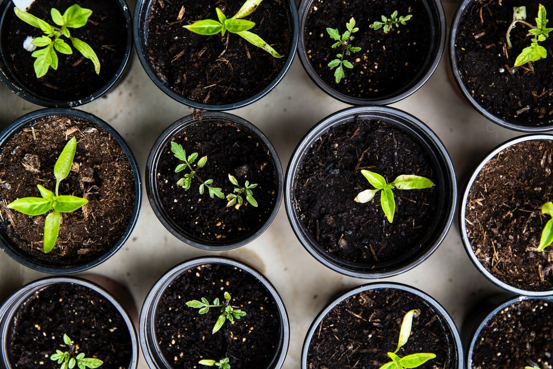 green leafed seedlings on black plastic pots green leafed seedlings on black plastic pots