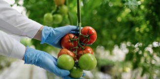 Optimizing-pH-For-Healthy-Hydroponic-Tomatoes-on-dependableblog